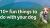 10+ fun things to do with your dog