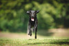 young black dog leaping outside