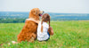 golden retriever with young girl outside