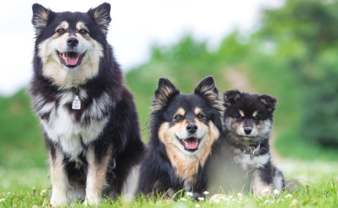 Why Essential Fatty Acids are vital for dogs