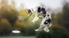 Is jumping bad for dogs?