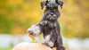 Dog calming ideas, tips, and practical guidance for dogs at Halloween