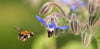 Bee-friendly borage and how it helps your pets