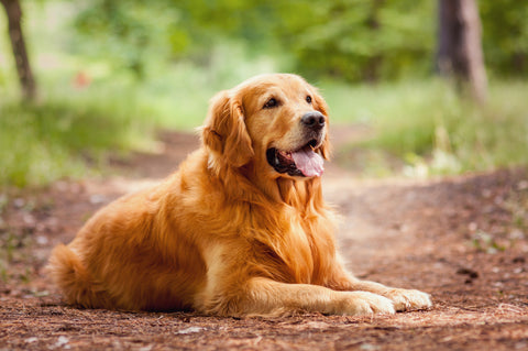 How to keep your dog’s skin and coat healthy