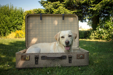 Is your pet passport ready for Brexit?