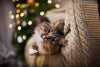 How to keep your cat safe at Christmas