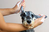 Shake it off – how to bathe your dog