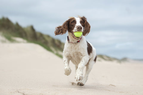 Top dog beaches for you and your pooches