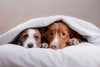 Two dogs hiding under blanket